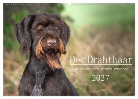 Der Drahthaar (Wandkalender 2027 DIN A2 quer), CALVENDO Monatskalender