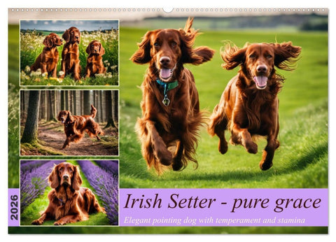 Irish Setter - pure grace (Wall Calendar 2026 DIN A2 landscape), CALVENDO 12 Month Wall Calendar