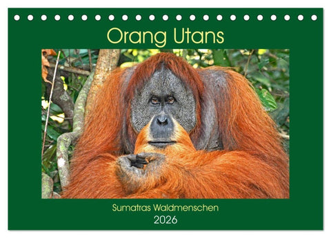 Orang Utans Sumatras Waldmenschen (Tischkalender 2026 DIN A5 quer), CALVENDO Monatskalender