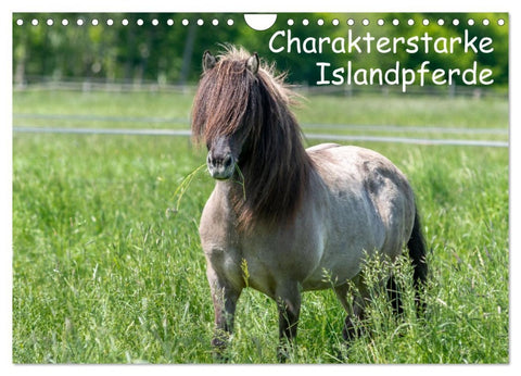 Charakterstarke Islandpferde (Wandkalender 2026 DIN A4 quer), CALVENDO Monatskalender