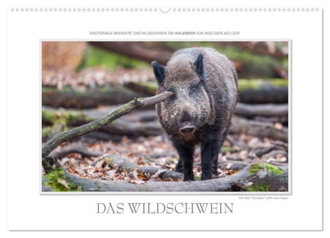 Emotionale Momente: Das Wildschwein. / CH-Version (Wandkalender 2027 DIN A2 quer), CALVENDO Monatskalender