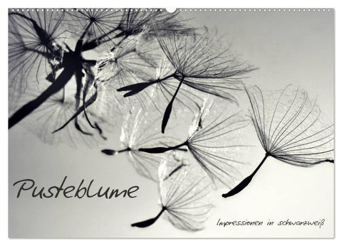Pusteblume - Impressionen in schwarzweiß (Wandkalender 2027 DIN A2 quer), CALVENDO Monatskalender