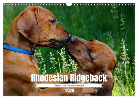 Rhodesian Ridgeback, Charmante Herzensbrecher (Wandkalender 2026 DIN A3 quer), CALVENDO Monatskalender