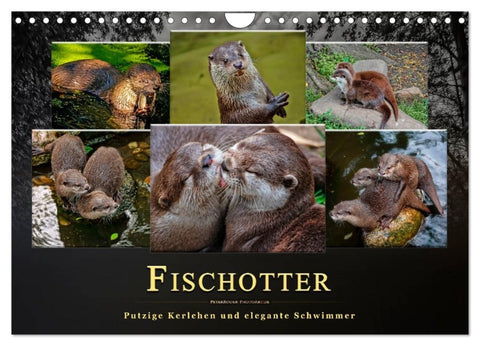 Fischotter - putzige Kerlchen und elegante Schwimmer (Wandkalender 2027 DIN A4 quer), CALVENDO Monatskalender