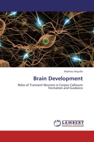 Brain Development