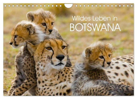 Wildes Leben in Botswana (Wandkalender 2026 DIN A4 quer), CALVENDO Monatskalender