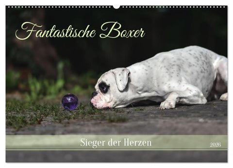 Fantastische Boxer - Sieger der Herzen (Wandkalender 2026 DIN A2 quer), CALVENDO Monatskalender