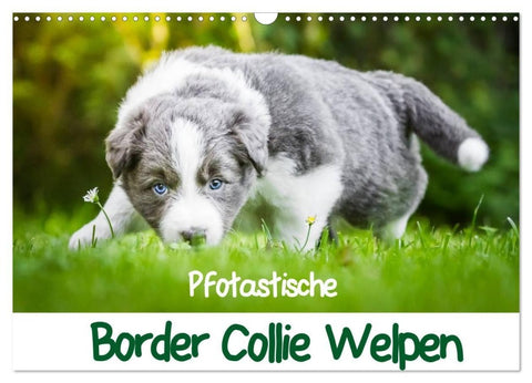 Pfotastische Border Collie Welpen (Wandkalender 2027 DIN A3 quer), CALVENDO Monatskalender