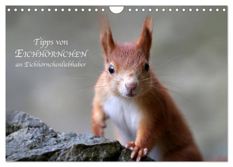 Tipps von Eichhörnchen an Eichhörnchenliebhaber (Wandkalender 2026 DIN A4 quer), CALVENDO Monatskalender