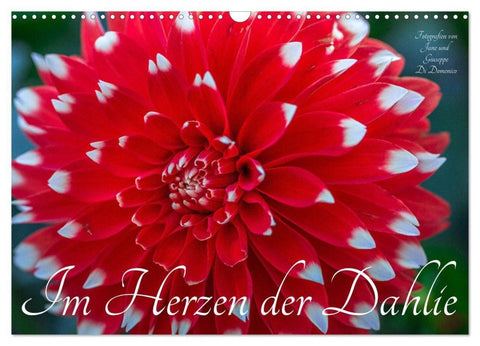 Im Herzen der Dahlie (Wandkalender 2027 DIN A3 quer), CALVENDO Monatskalender