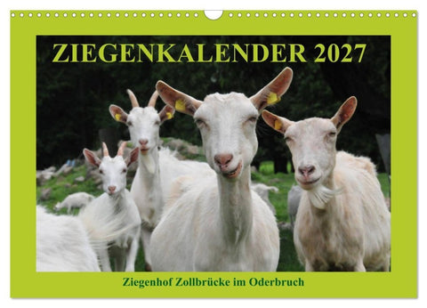 Ziegenkalender 2027 (Wandkalender 2027 DIN A3 quer), CALVENDO Monatskalender