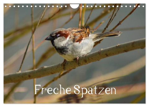 Freche Spatzen (Wandkalender 2027 DIN A4 quer), CALVENDO Monatskalender
