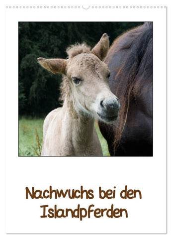 Nachwuchs bei den Islandpferden (Wandkalender 2027 DIN A2 hoch), CALVENDO Monatskalender