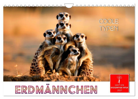 Erdmännchen - coole Typen (Wandkalender 2027 DIN A4 quer), CALVENDO Monatskalender