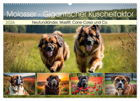 Molosser - Gigantischer Kuschelfaktor (Wandkalender 2026 DIN A2 quer), CALVENDO Monatskalender