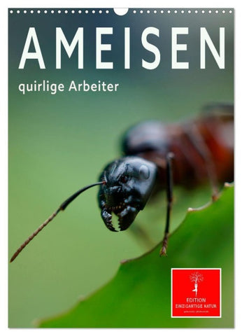 Ameisen quirlige Arbeiter (Wandkalender 2027 DIN A3 hoch), CALVENDO Monatskalender