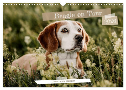Beagle - Unser treuer Begleiter (Wandkalender 2026 DIN A3 quer), CALVENDO Monatskalender