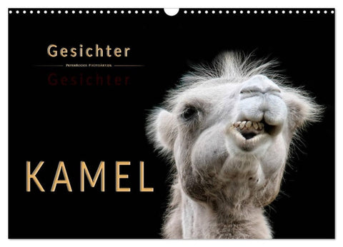 Kamel Gesichter (Wandkalender 2027 DIN A3 quer), CALVENDO Monatskalender