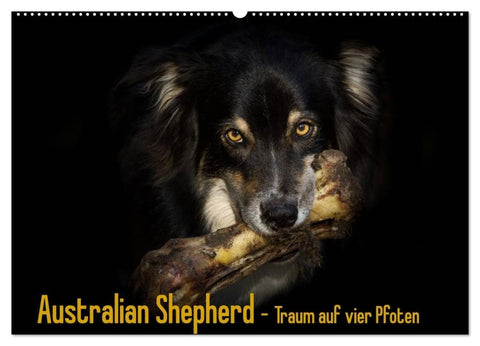 Australian Shepherd - Traum auf vier Pfoten (Wandkalender 2027 DIN A2 quer), CALVENDO Monatskalender