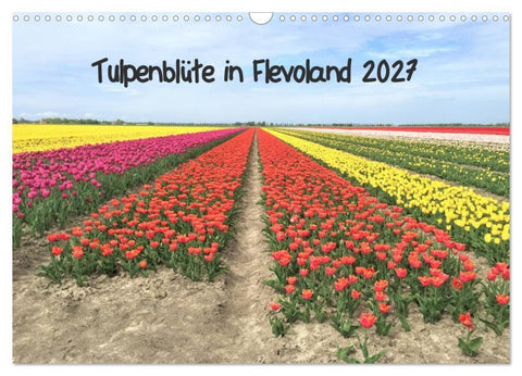 Tulpenblüte in Flevoland 2027 (Wandkalender 2027 DIN A3 quer), CALVENDO Monatskalender
