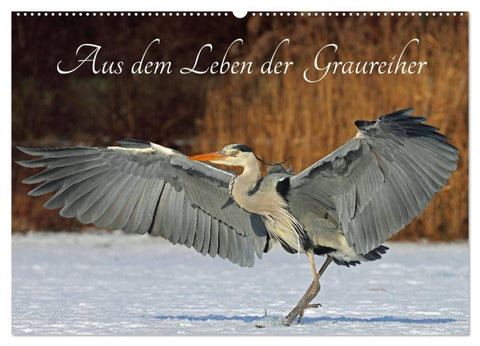 Aus dem Leben der Graureiher (Wandkalender 2026 DIN A2 quer), CALVENDO Monatskalender