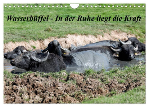Wasserbüffel - In der Ruhe liegt die Kraft (Wandkalender 2027 DIN A4 quer), CALVENDO Monatskalender