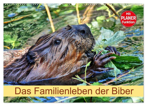 Das Familienleben der Biber (Wandkalender 2027 DIN A2 quer), CALVENDO Monatskalender
