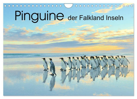 Pinguine der Falkland Inseln (Wandkalender 2027 DIN A4 quer), CALVENDO Monatskalender