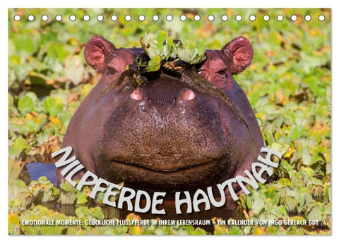 Emotionale Momente: Nilpferde hautnah (Tischkalender 2027 DIN A5 quer), CALVENDO Monatskalender