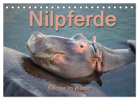Nilpferde, Kolosse im Wasser (Tischkalender 2027 DIN A5 quer), CALVENDO Monatskalender