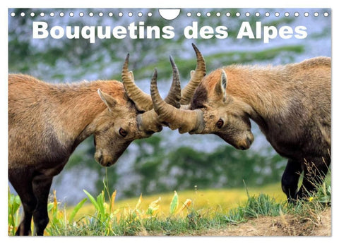 Bouquetins des Alpes (Calendrier mural 2027 DIN A4 vertical), CALVENDO calendrier mensuel