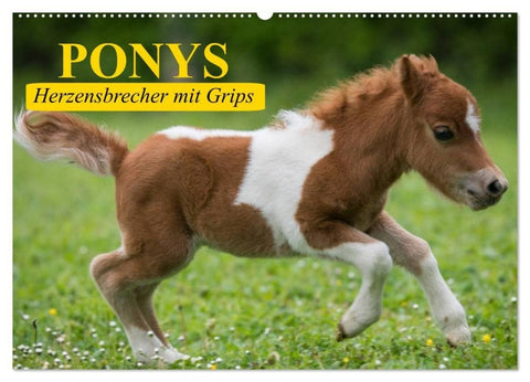 Ponys. Herzensbrecher mit Grips (Wandkalender 2027 DIN A2 quer), CALVENDO Monatskalender
