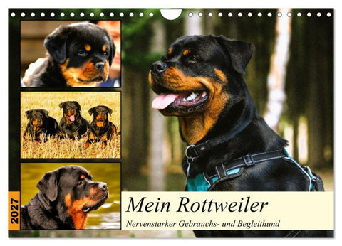 Mein Rottweiler. Nervenstarker Gebrauchs- und Begleithund (Wandkalender 2027 DIN A4 quer), CALVENDO Monatskalender