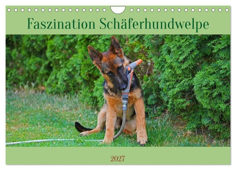 Faszination Schäferhundwelpe (Wandkalender 2027 DIN A4 quer), CALVENDO Monatskalender