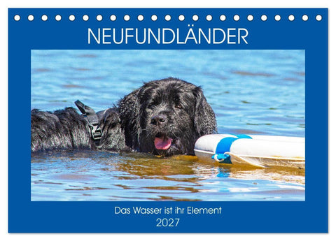 Neufundländer - Das Wasser ist ihr Element (Tischkalender 2027 DIN A5 quer), CALVENDO Monatskalender