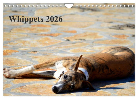 Whippet 2026 (Wandkalender 2026 DIN A4 quer), CALVENDO Monatskalender