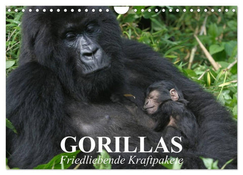 Gorillas. Friedliebende Kraftpakete (Wandkalender 2027 DIN A4 quer), CALVENDO Monatskalender