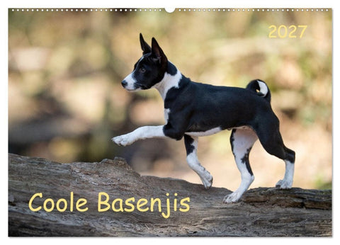Coole Basenjis (Wandkalender 2027 DIN A2 quer), CALVENDO Monatskalender