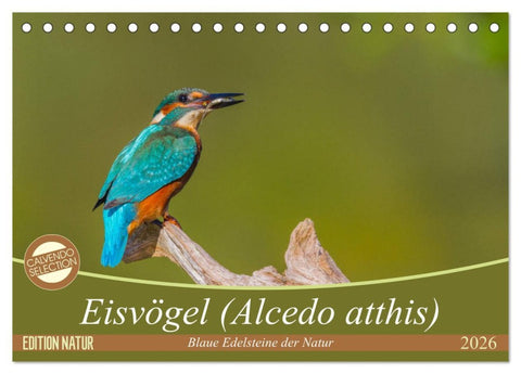 Eisvögel (Alcedo atthis) - Edelsteine der Natur (Tischkalender 2026 DIN A5 quer), CALVENDO Monatskalender