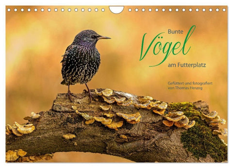 Bunte Vögel am Futterplatz (Wandkalender 2027 DIN A4 quer), CALVENDO Monatskalender