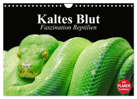Kaltes Blut. Faszination Reptilien (Wandkalender 2027 DIN A4 quer), CALVENDO Monatskalender