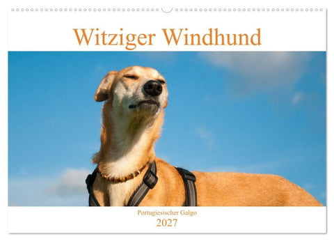 Witziger Windhund - Portugiesischer Galgo (Wandkalender 2027 DIN A2 quer), CALVENDO Monatskalender