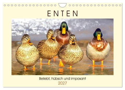 Enten. Beliebt, hübsch und imposant (Wandkalender 2027 DIN A4 quer), CALVENDO Monatskalender