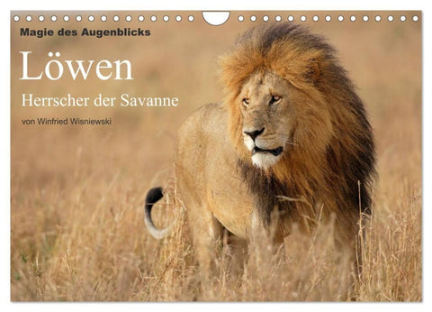 Magie des Augenblicks - Löwen - Herrscher der Savanne (Wandkalender 2027 DIN A4 quer), CALVENDO Monatskalender