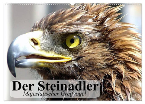 Der Steinadler. Majestätischer Greifvogel (Wandkalender 2026 DIN A2 quer), CALVENDO Monatskalender