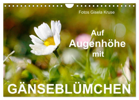 Auf Augenhöhe mit Gänseblümchen (Wandkalender 2027 DIN A4 quer), CALVENDO Monatskalender