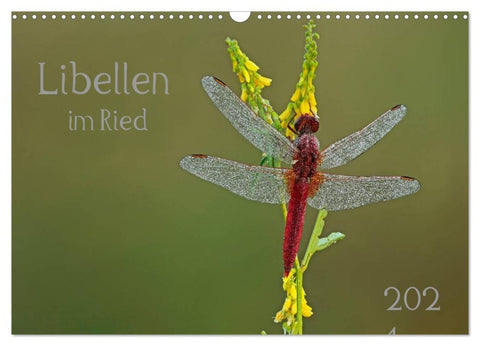 Libellen im Ried (Wandkalender 2026 DIN A3 quer), CALVENDO Monatskalender