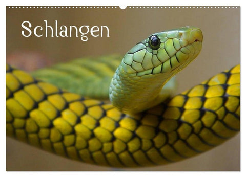Schlangen (Wandkalender 2027 DIN A2 quer), CALVENDO Monatskalender