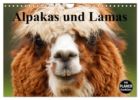 Alpakas und Lamas (Wandkalender 2027 DIN A4 quer), CALVENDO Monatskalender