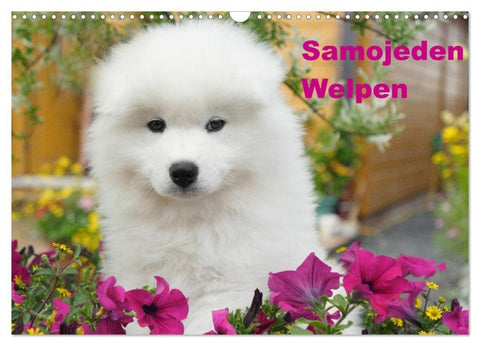 Samojeden Welpen (Wandkalender 2027 DIN A3 quer), CALVENDO Monatskalender